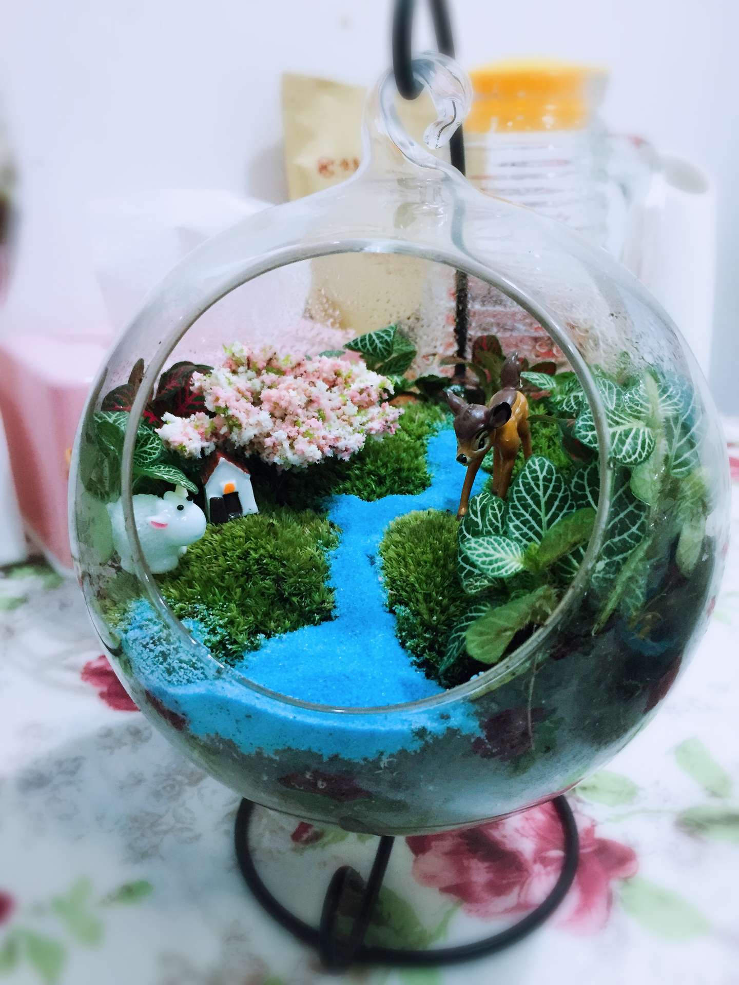 苔藓微景观生态瓶养护小知识 知乎