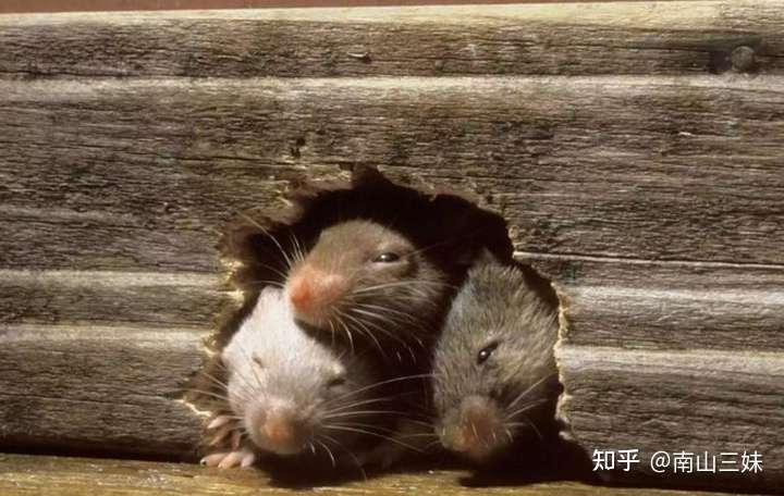 关于家中老鼠的10个常见问题和解答 知乎
