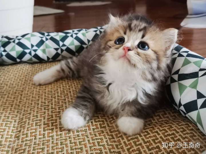 大伙有养英短串布偶的图嘛