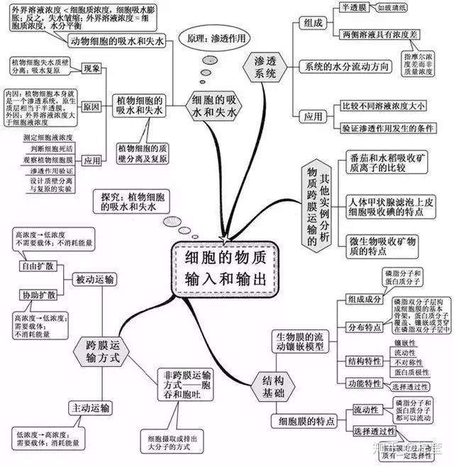 高中生物看透这20张思维导图 高考轻松拿高分 知乎