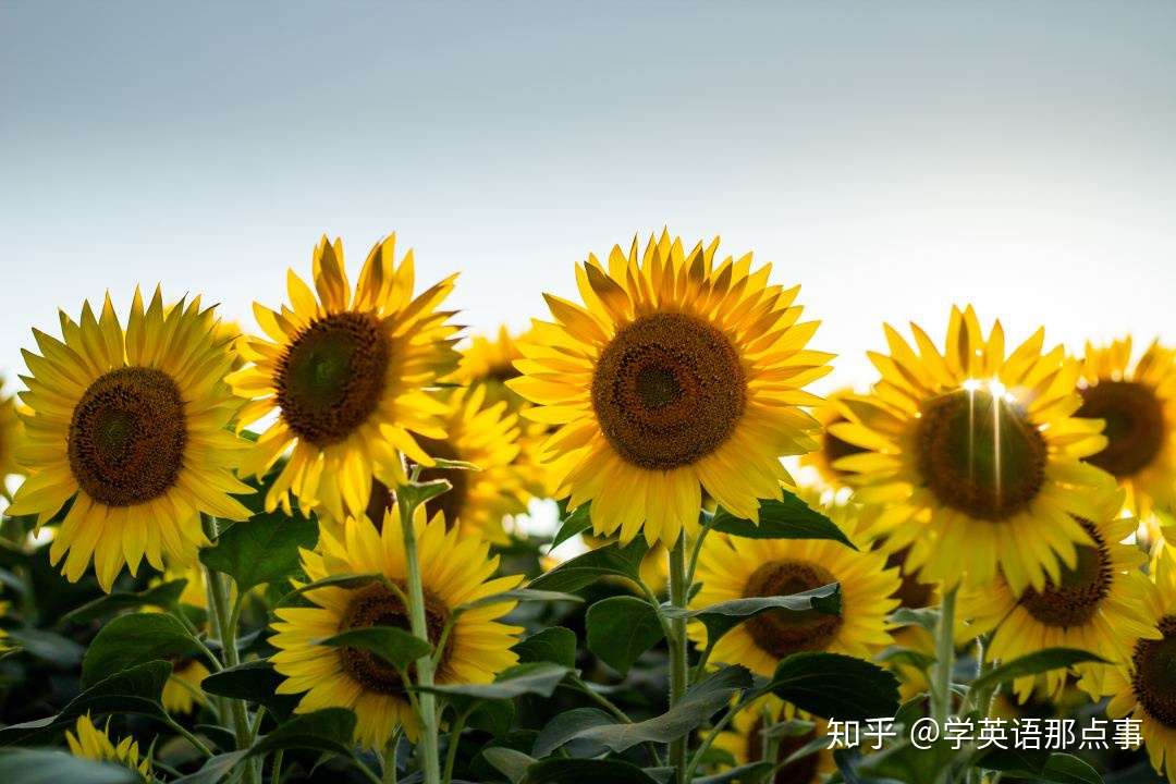 推荐一本完爆众多网红教材的视觉英语学习书 英语零基础到精通 知乎