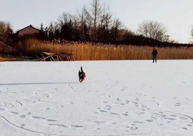 〔俄国〕屠格涅夫《麻雀》抒情散文鉴赏