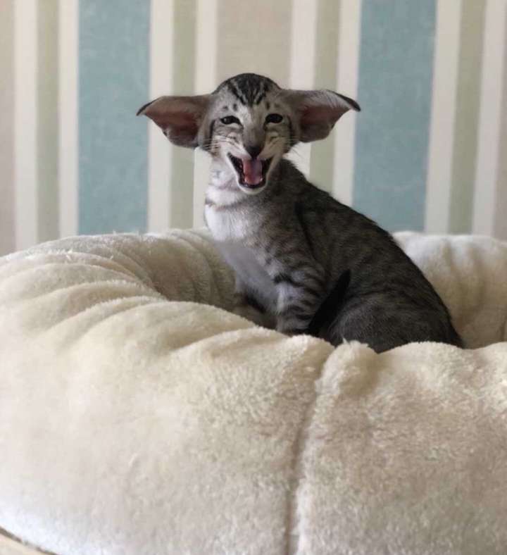 为什么我家这只暹罗耳朵耷拉着?