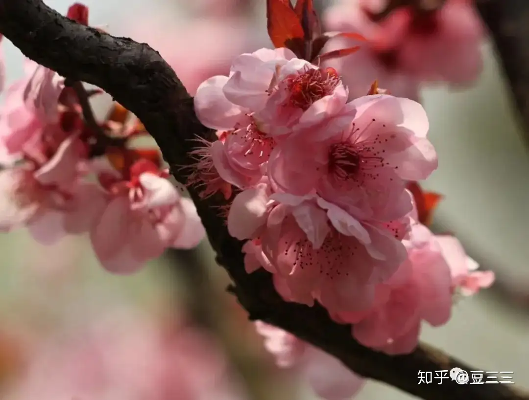 春天来了 12星座的专属花语 知乎