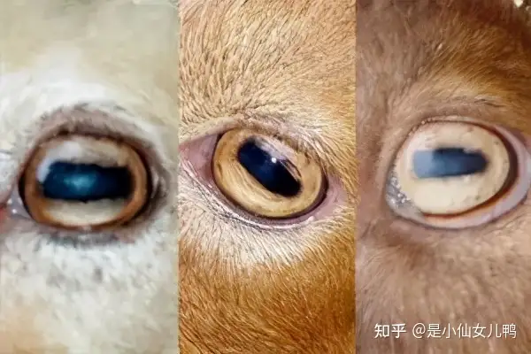 羊的瞳孔是方形 羊膻味从何而来 关于羊的6个冷知识 知乎