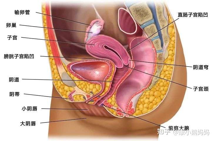 前言 保养子宫卵巢 90 的女性未必都知道这些 知乎