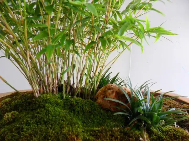 米竹的鉴赏与养护管理 知乎