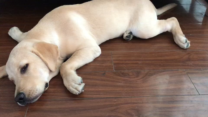 狗狗抽搐导致后腿乏力请教大神可知病因