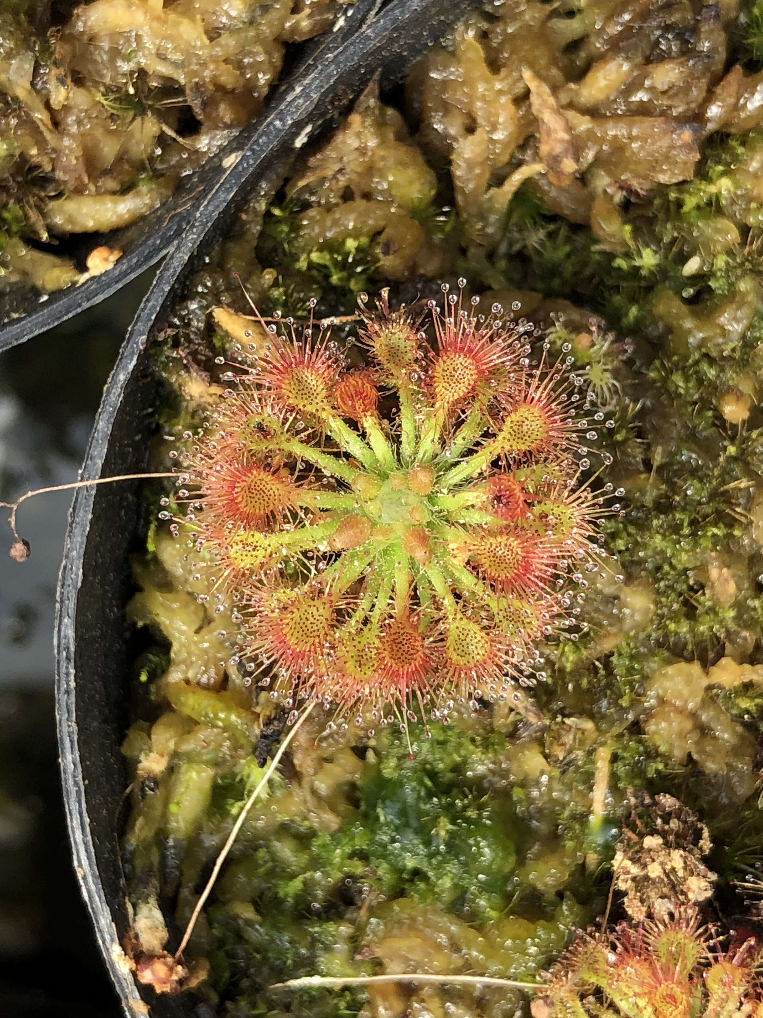 食虫植物园艺师 的想法: 各种不同品种的迷你茅膏菜 武汉萌植苑食