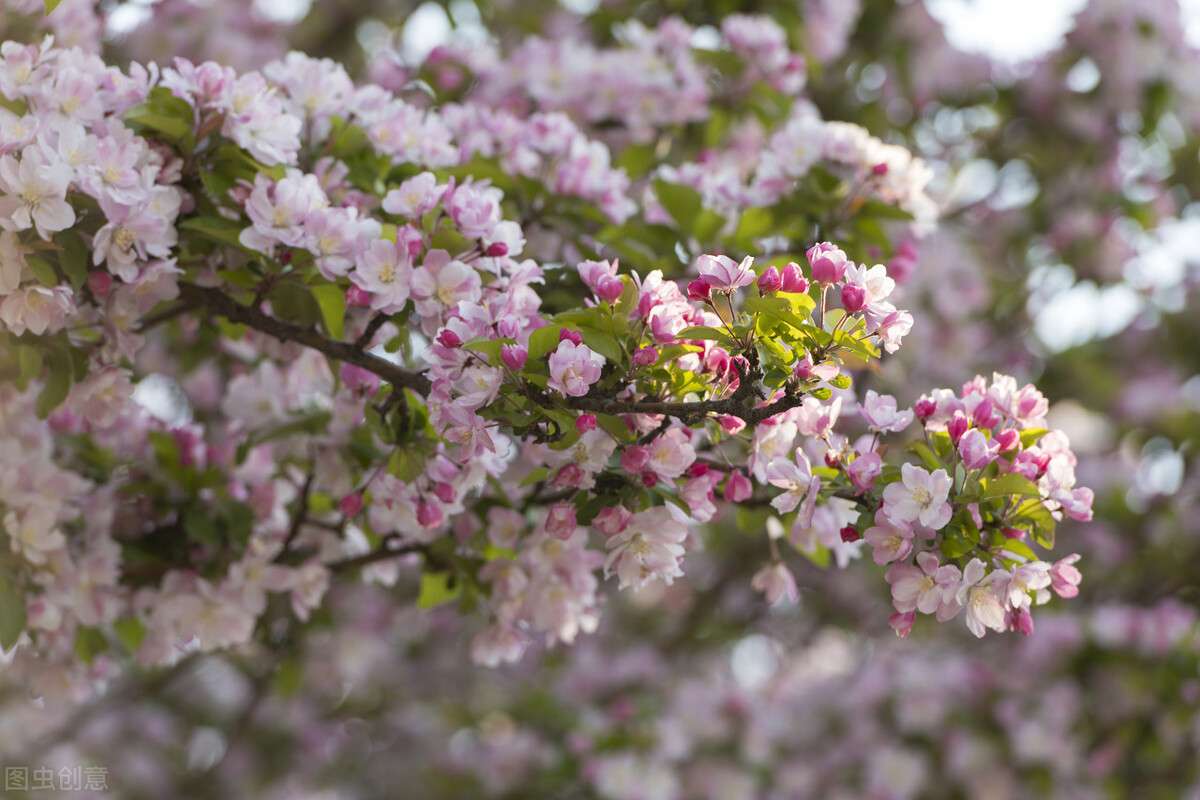 三月已到 海棠花 是心动啊 知乎