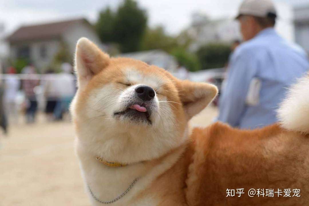 柴犬聪明吗 柴犬智商分析 科瑞卡科普 知乎 柴犬聪明吗 柴犬智商分析 科瑞卡科普 知乎