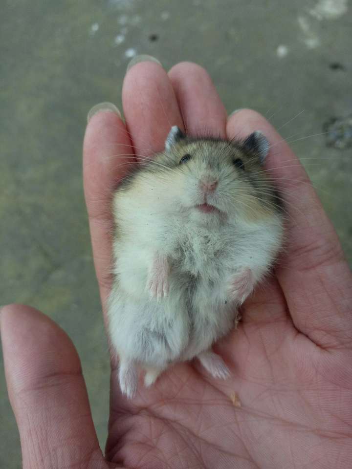 仓鼠真的适合当宠物吗?