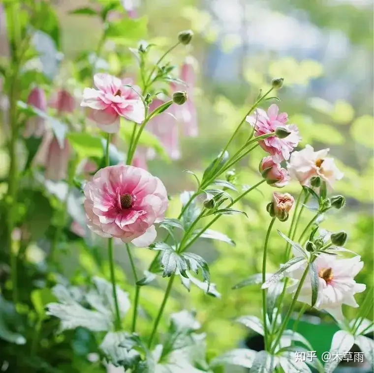 无性系花毛茛| 咦~“芹菜”开出了像蝴蝶一样的花- 知乎