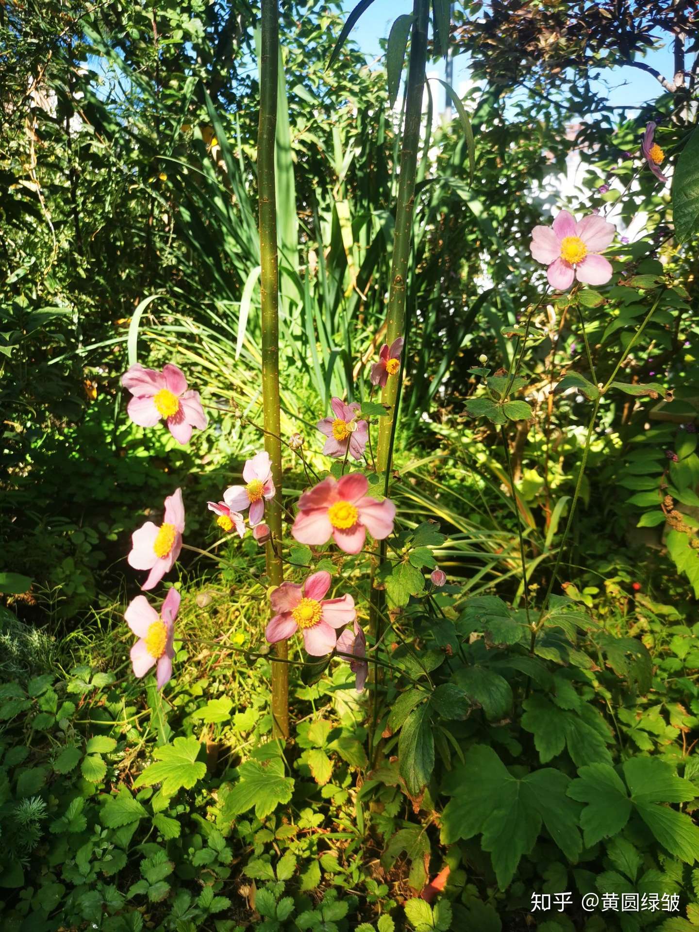 屋顶花园的秋花秋果 知乎