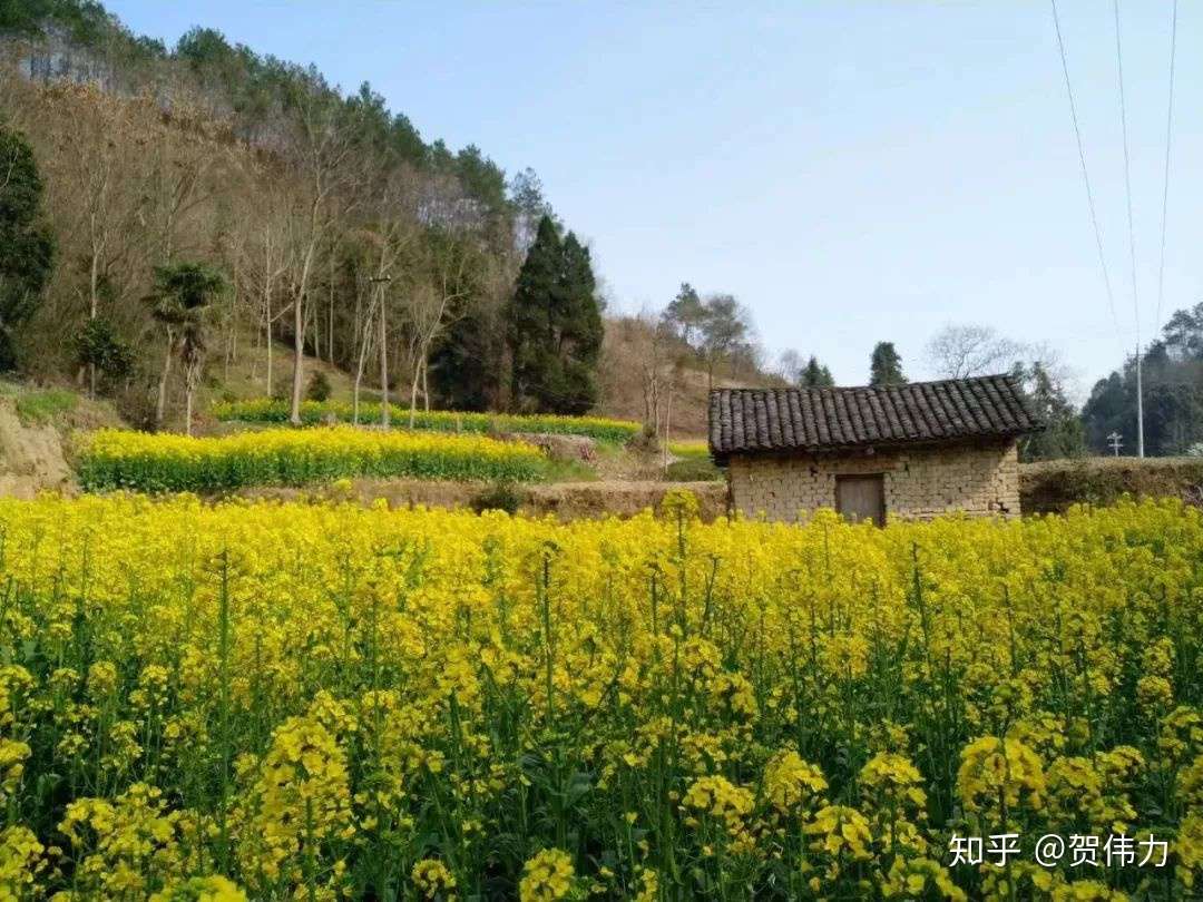 一入五月 方知春浅夏深 知乎