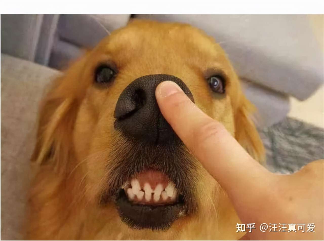 路遇恶犬咬人怎么办 打它这几个部位 救人 自救都可以 知乎
