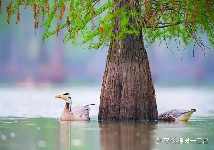 【24节气详解】小满-附养生精要