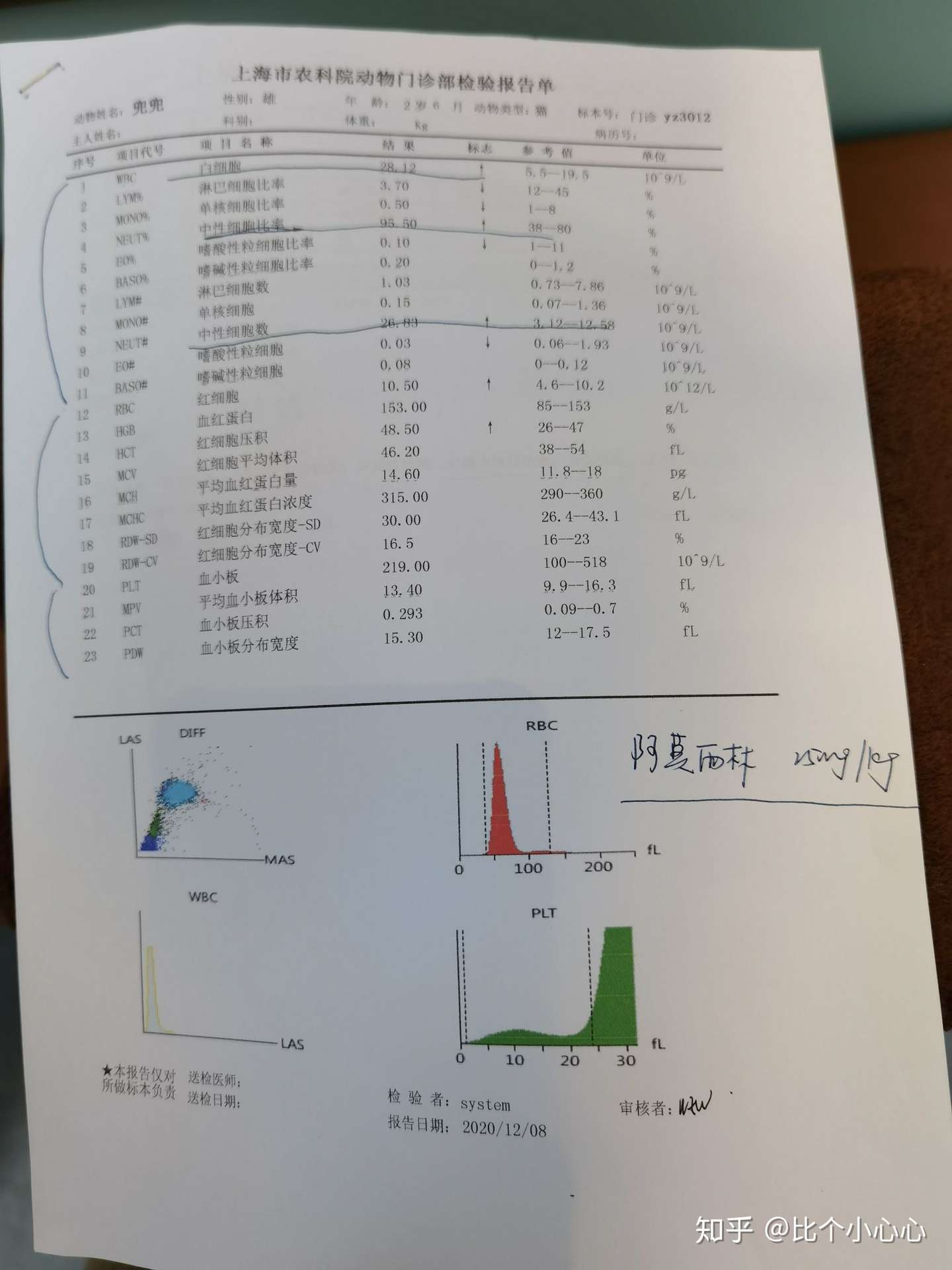 猫猫康复日记 知乎