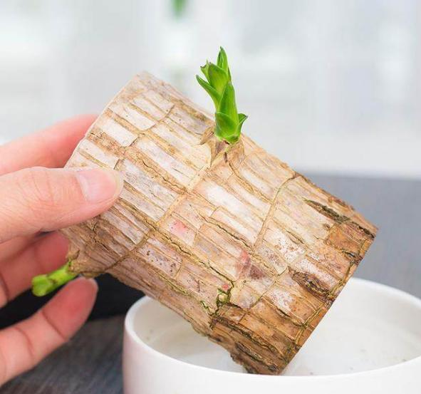 巴西木要一直泡在水里吗(巴西木总烂根吗)插图(3) 巴西木要一直泡在水里吗(巴西木总烂根吗)插图(3)