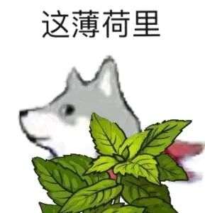 求合理河狸諧音系列表情包