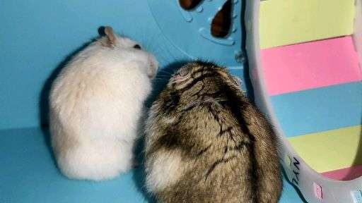 如何让仓鼠成功交配?