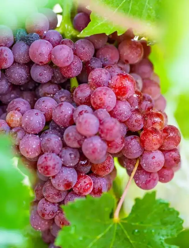 葡萄苗花芽分化影响因素及促花措施 上 知乎