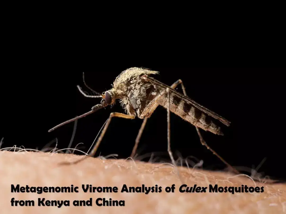 中国蚊子和非洲蚊子 谁更 毒 一些 知乎