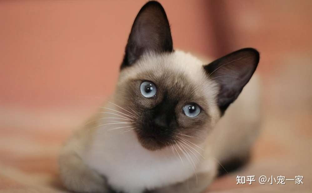 最容易饲养 的5种猫 挑选猫咪首选它们 知乎