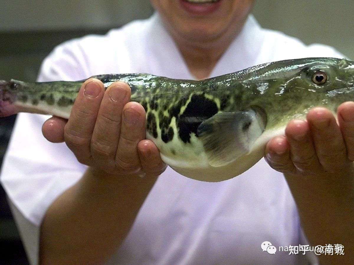 情愿豁出性命也要尝上一口 浑身都是剧毒的美味 知乎