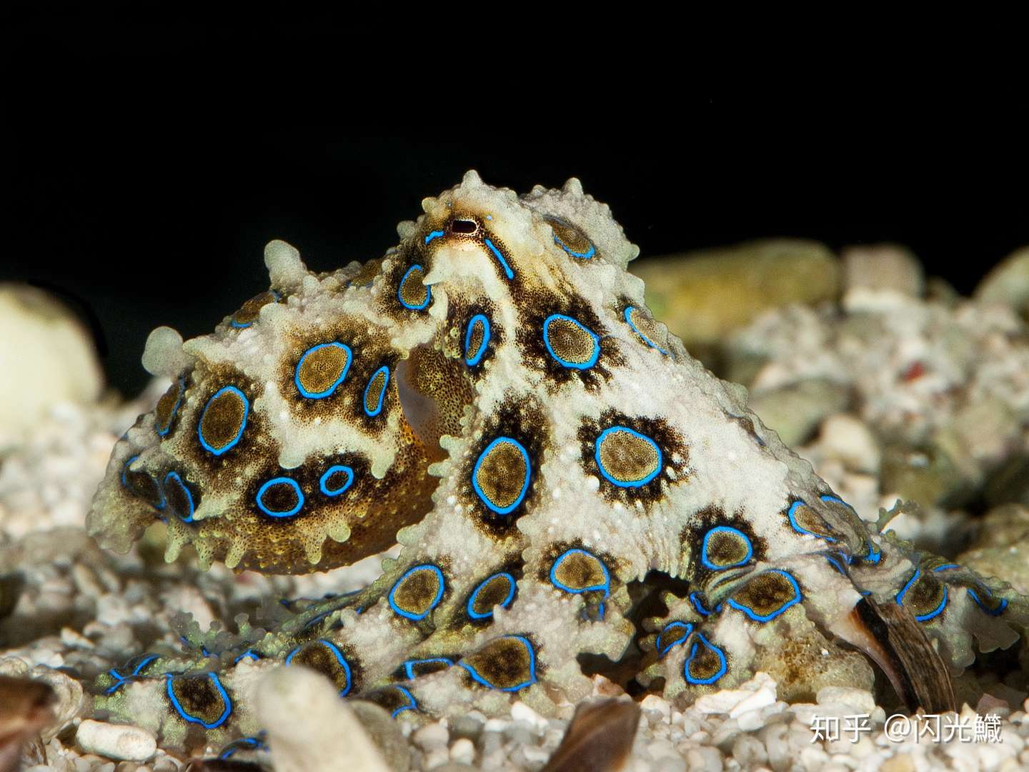 蓝环章鱼 毒物还是宠物 知乎