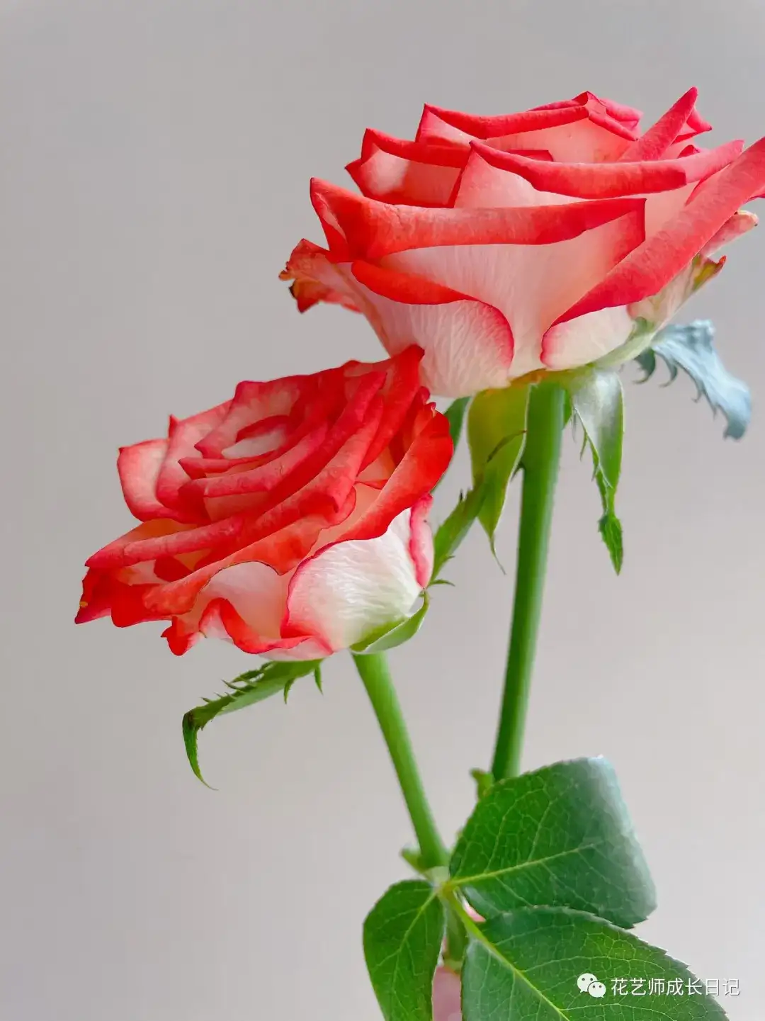 100朵玫瑰vol 16 胭脂扣 最具古典韵味的红玫瑰 知乎
