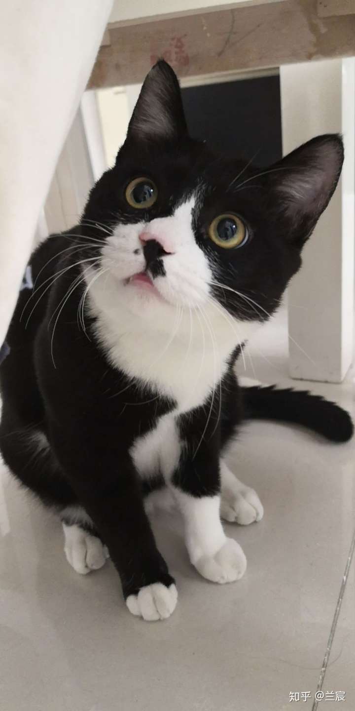 买来的时候说是英短混血,英短混田园,长这样