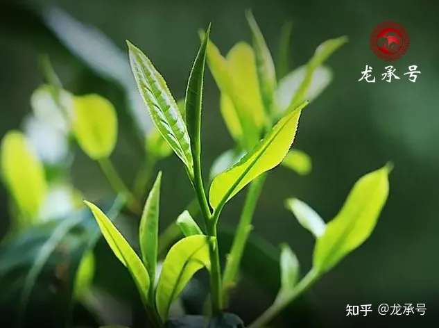 干货 五分钟带你看懂云南大叶种 知乎