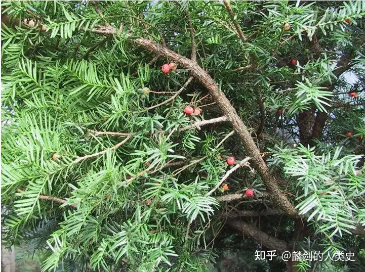 地球生物全系列——植物篇】红豆杉目—红豆杉科（上） - 知乎