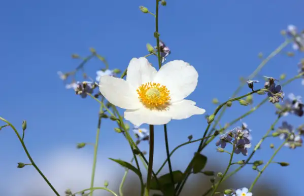 四月上旬诞生花 知乎