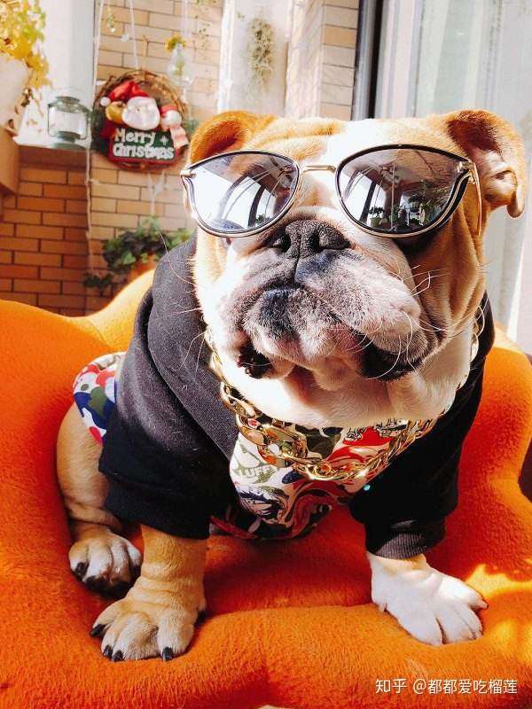 超级适合戴着大粗金链子拍大片的"老板狗"