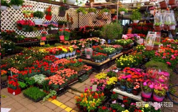 蓝妖 花卉市场的花开得很艳 为什么买回来却很难养活 知乎