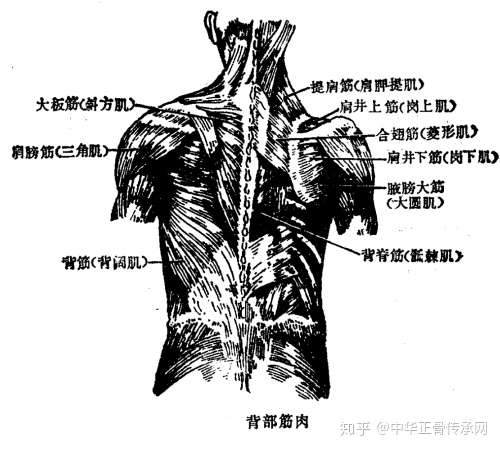 筋柔才能骨正 要正骨先揉筋 那么人体的筋肉你知道多少呢 知乎