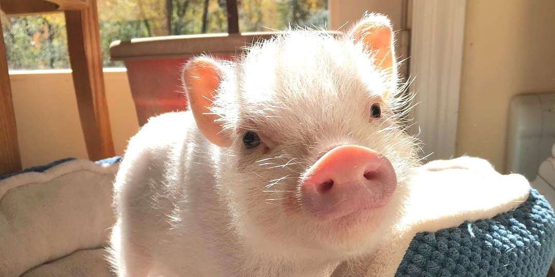 爱睡觉的美猪子