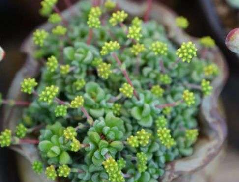 花多采 种植助攻 让多肉成为更漂亮的实力派 知乎