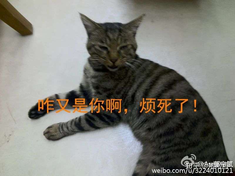 虐猫的人 到底是谁 知乎