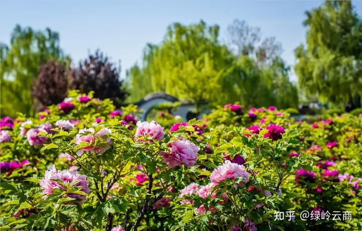 观赏牡丹的养护及管理