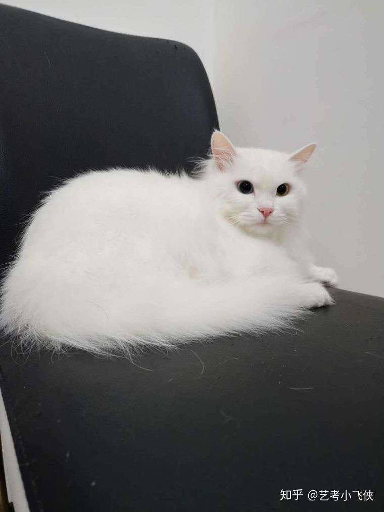 撸猫一时爽，撸后火葬场？长毛猫的毛发护理- 知乎