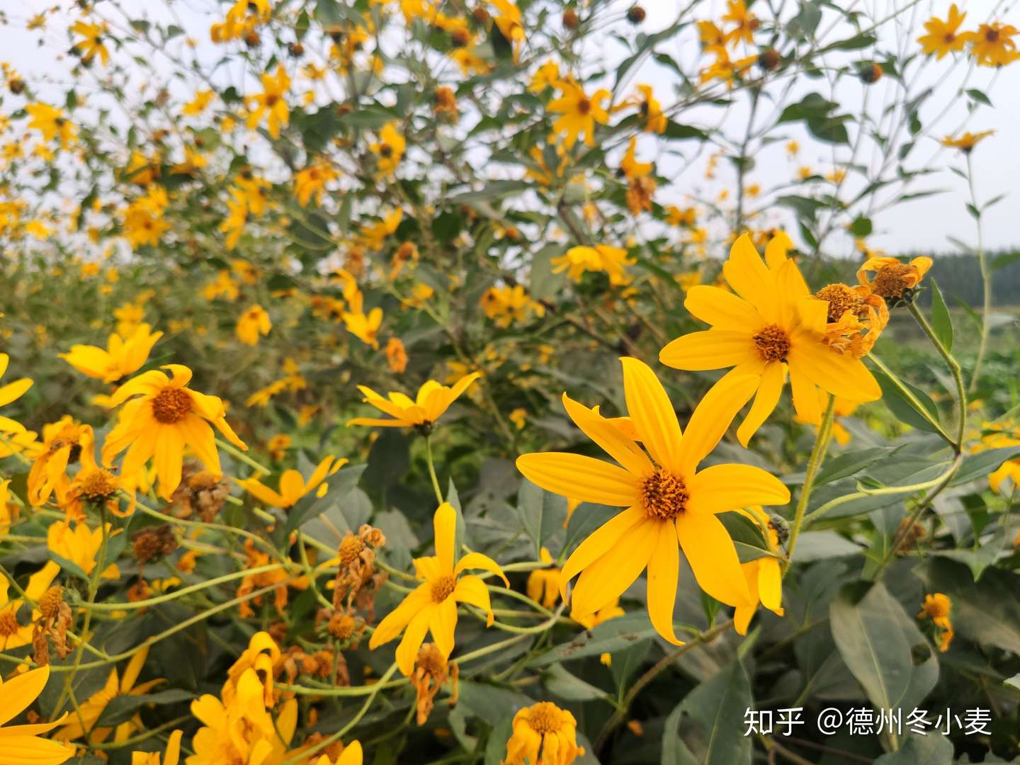 米9手机镜头下的洋姜 其黄色花挺美 知乎