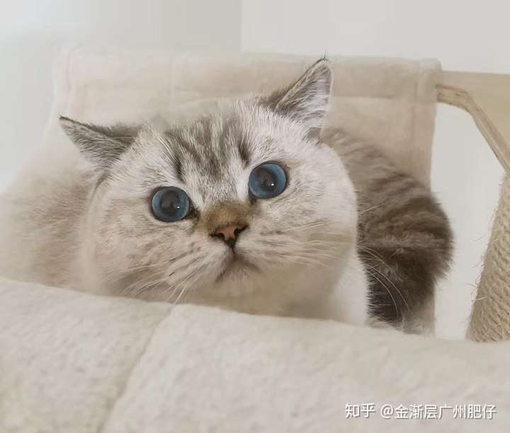 如果想要白些就别买有纹路的   不算失格  还有山猫纹金点 一身纹路呢