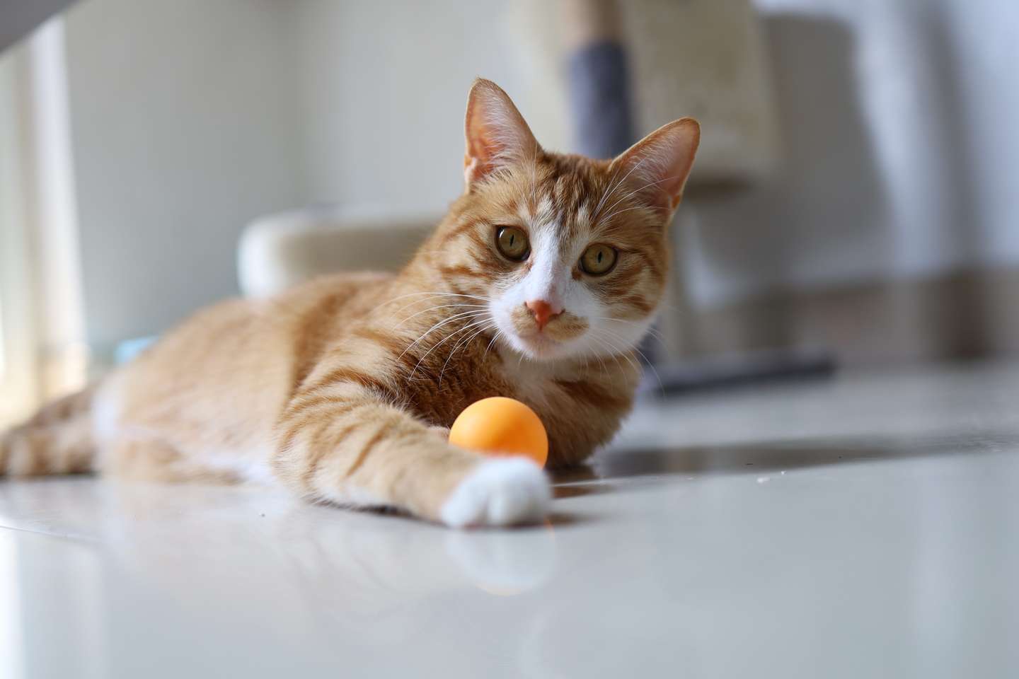 猫嘴里总带着臭味，你知道是什么引起的吗？如何防治猫的口臭问题- 知乎