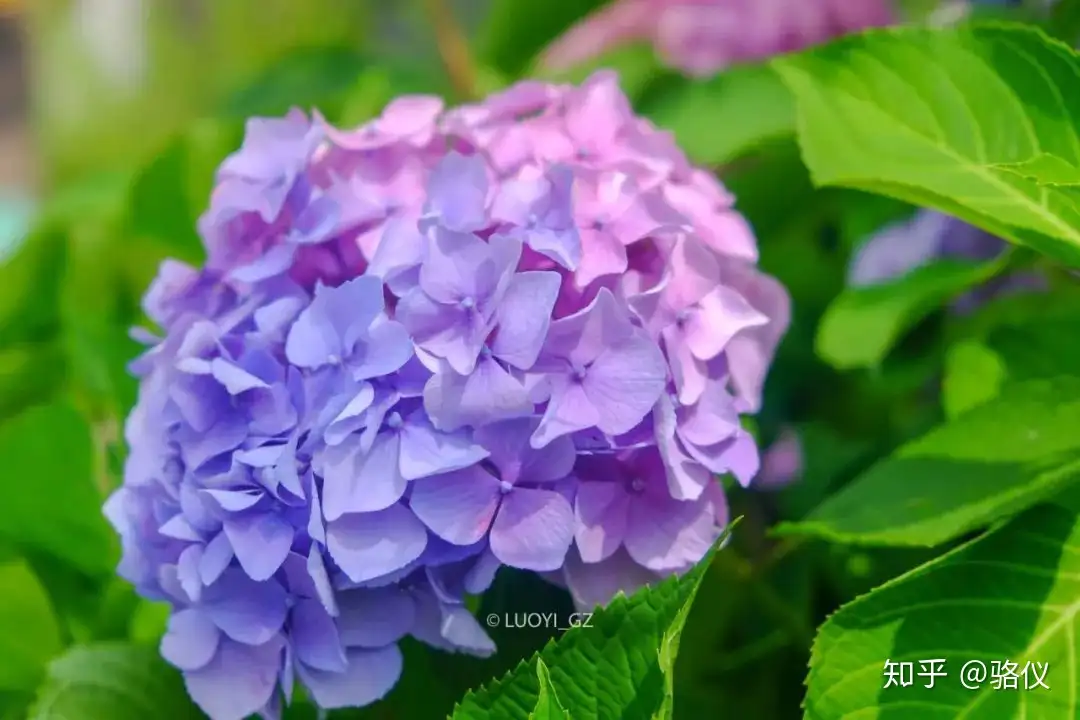 六月限定] 梅雨时节最治愈的，就是紫阳花了- 知乎