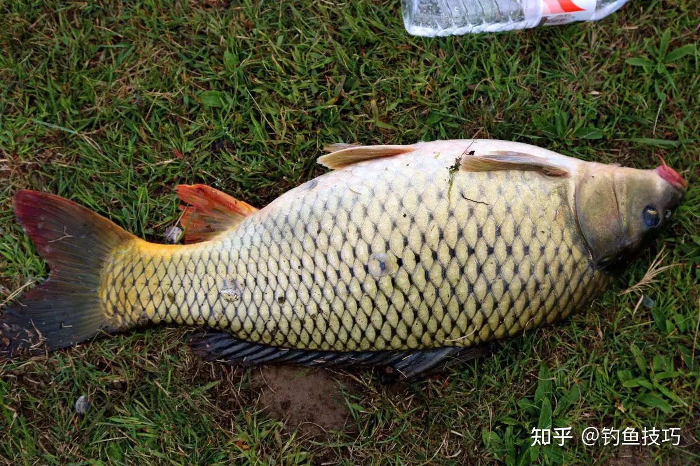 春天钓鲤鱼用什么样的鱼饵？4个字概括春天钓鲤鱼饵的特点- 知乎