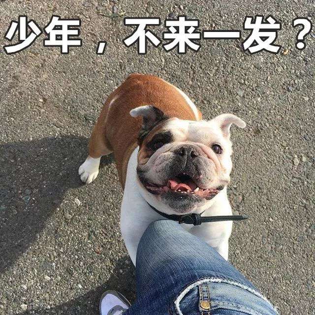 宠物狗狗发情时间症状和注意事项 斗牛犬为什么要人工繁殖 知乎