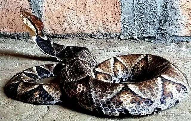 蛇是钓鱼人的威胁 一盘菜尔 防范攻略分享 知乎